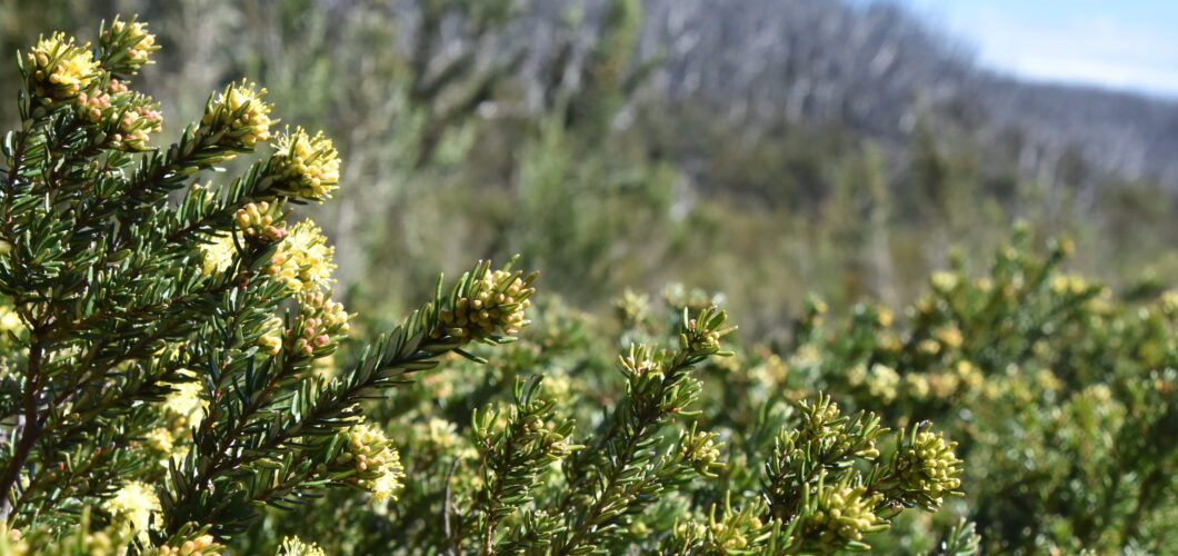 native plants at lake mountain