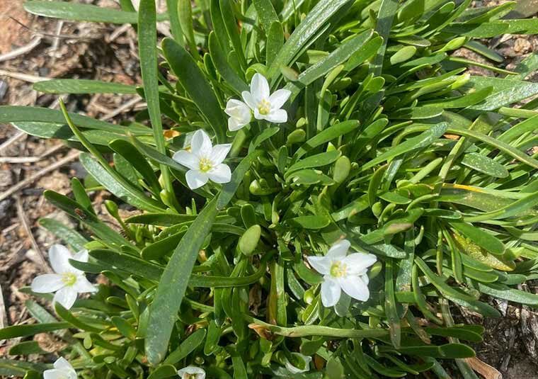 Balm Mint Bush at Lake Mountain