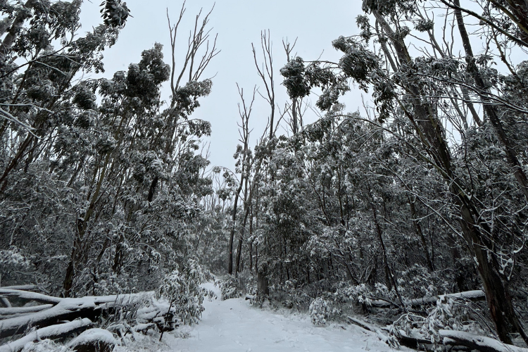 trees and path in snow