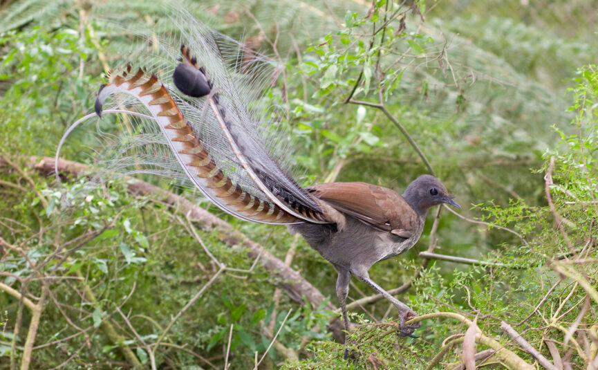 Mimicking Lyrebirds