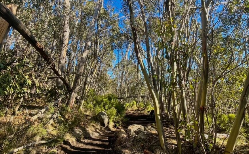 thumbnail_Attachment Cascades - Summit trail