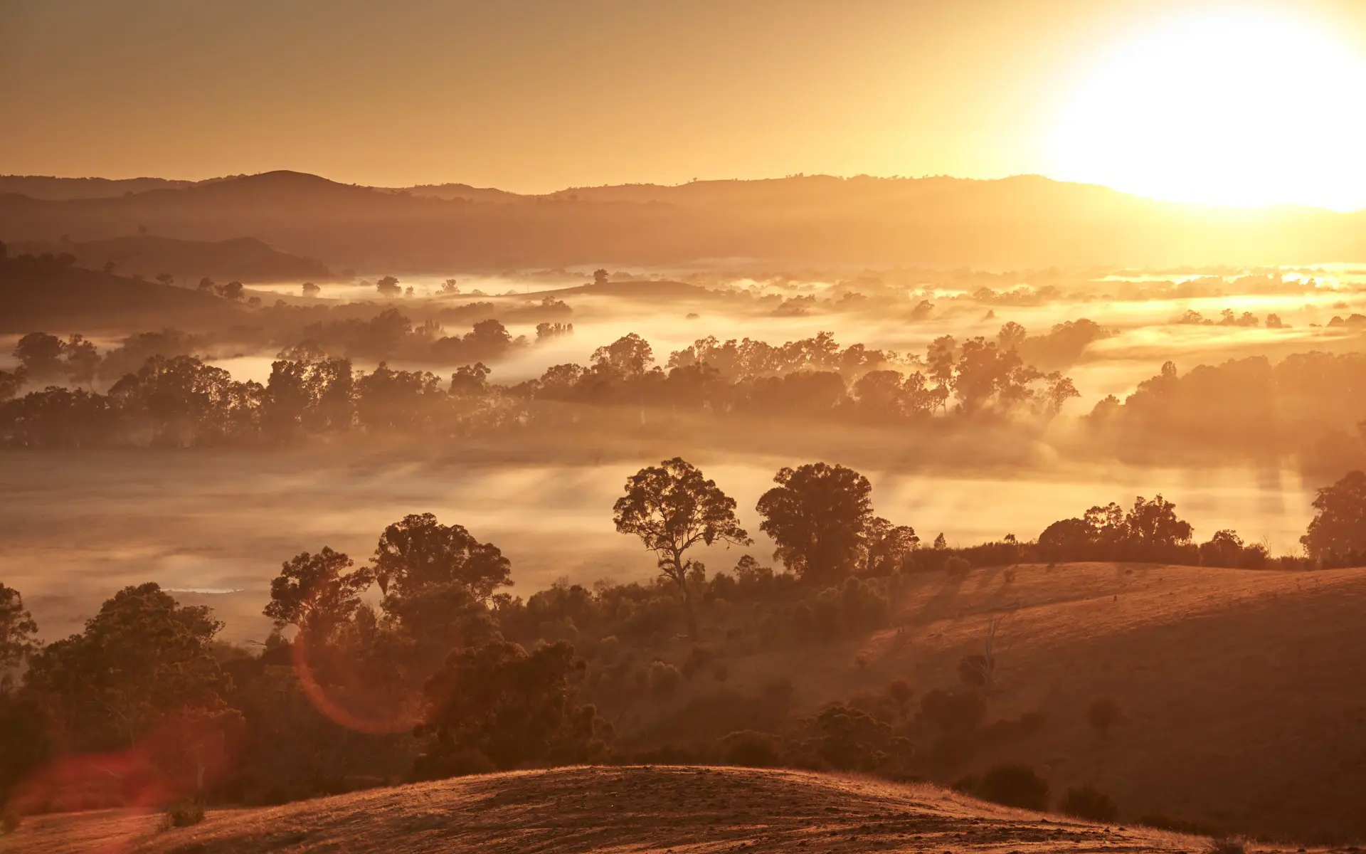 Sunrise over a misty countryside with rolling hills and scattered trees. The warm golden light and fog create a serene, dreamlike atmosphere.