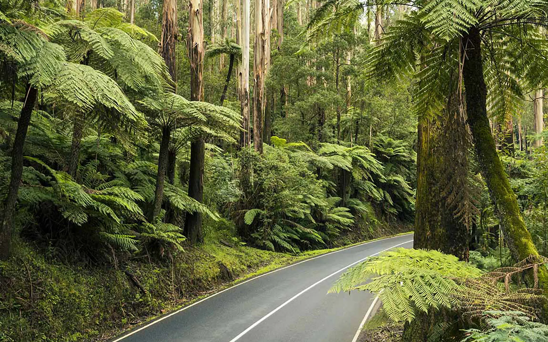 Black Spur