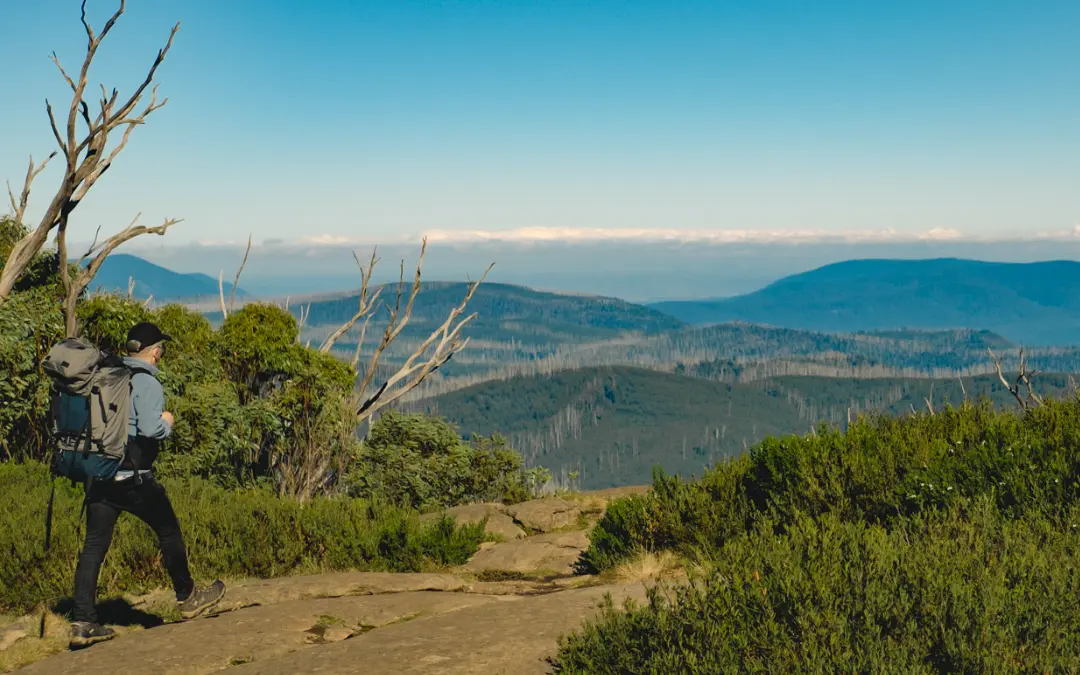 Bushwalk 2